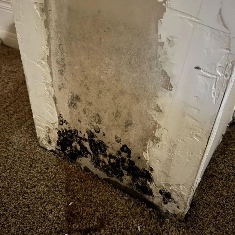 Professional Mold Removal in Marrero, LA